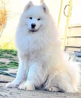 Samojed � dosp�l� psi a �t��ata na prodej