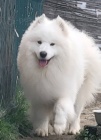 Samojed � dosp�l� psi a �t��ata na prodej