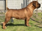 Jihoafrick� mastif � �t��ata Boerboel