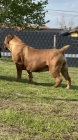 Jihoafrick� mastif � �t��ata Boerboel