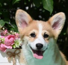 Welsh Corgi Pembroke �t��ata
