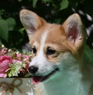 Welsh Corgi Pembroke �t��ata