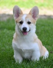 Welsh Corgi Pembroke �t��ata