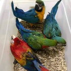 Parrots and Fertile Eggs For Sale