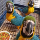 Parrots and Fertile Eggs For Sale