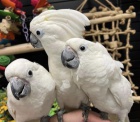 Parrots and Fertile Eggs For Sale