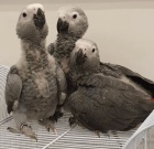 African Grey Parrots ,Babies and adults for sale
