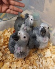 African Grey Parrots ,Babies and adults for sale