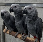 African Grey Parrots ,Babies and adults for sale