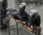 African Grey Parrots ,Babies and adults for sale