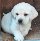 Nab�dka �t��at labradorsk�ho retrievera