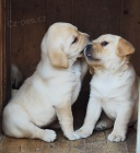 Nab�dka �t��at labradorsk�ho retrievera