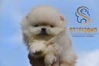 Pomeranian BOO medv�dci, �t��ata Pomeranian Spitz