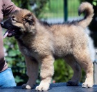 Kavkazsk� ov��k KR�SN� �t���tka