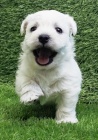 West highland white terrier s PP