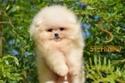 �t��ata Pomeranian BOO, �t��ata Pomeranian Spitz
