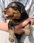 Prod�m �t��ata airedale terrier ( erdelterrier )