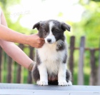 Border kolie � �t��ata na prodej