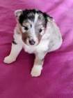 �eltie - sheltie, pejsci s PP