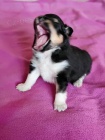 �eltie - sheltie, pejsci s PP