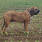 Brazilsk� fila, �t��ata s PP