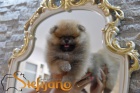 Pomeranian BOO �t��ata