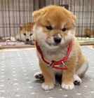 �t��ata shiba inu