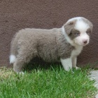 australsk�ho ov��ka