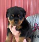 �t���tka rotvajlera.