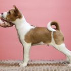 �t���tka Basenji