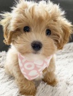 MNI Maltipoo