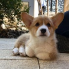 �t��ata Pembroke Welsh Corgi