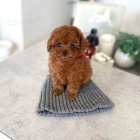 TOY �t��ata pudla