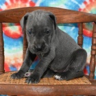 �t��ata n�meck� dogy