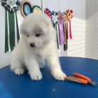 �t��ata samojeda na prodej