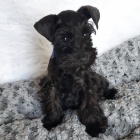 mal�ch kn�ra��/mal�ch kn�ra��