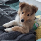 �t��ata sheltie k adopci