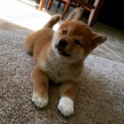 �t��ata shiba inu