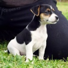 �t��ata jack russell teri�ra.