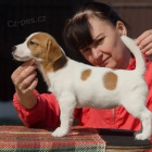 mini �t��ata jack russell teri�ra.