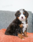 MINI �t��ata Bernedoodle.