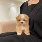 MNI Maltipoo