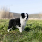 Prod�m �t��ata border kolie