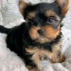 MINI YORKIPOO