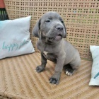 Italsk� corso pes (Cane Corso Italiano)