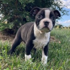 �t��ata bostonsk�ho teri�ra