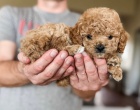�t��ata Cavapoo