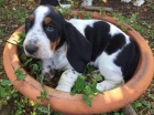 Zdrav� �t��ata Basset hound