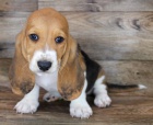 Zdrav� �t��ata Basset hound