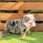 �t��ata anglick�ho buldo�ka